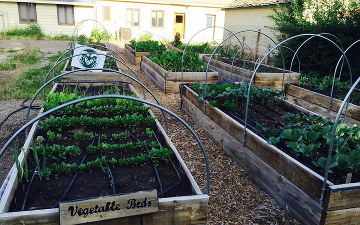 Грядки и земля
